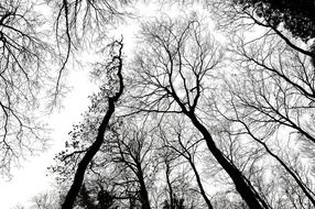 branches of trees in the forest