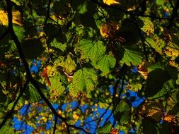 green leaves on a tree in autumn