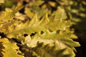 fascinating fall forest leaf