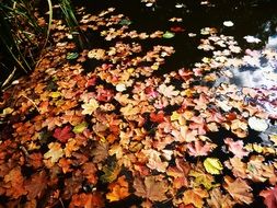 bright autumn leaves in a river