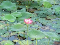 pink flower on the pond