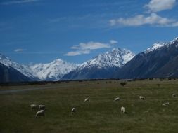 sheep on the pasture in New Zealand