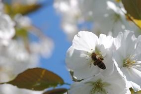 macro photo of sitting bee on the white flower