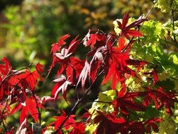 Beautiful and colorful leaves in light in autumn