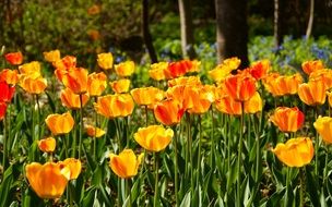 terrific yellow tulip