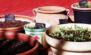 aromatic plants in pots in the sun