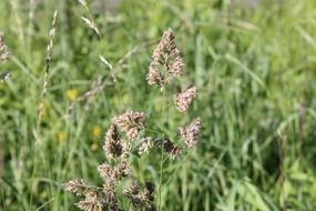 grass in bloom on meadow close-up on blurred background