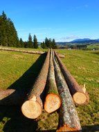 terrific log tree
