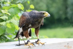 bird of prey hunting
