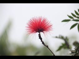red silk tree flower