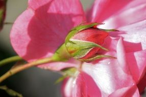 tender blooming rose on a bush in a summer garden