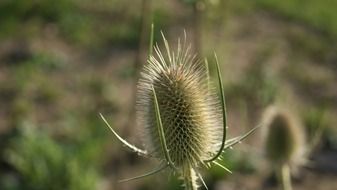delightful beauty thistle blossom
