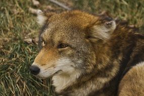 Beautiful, cute and colorful furry wolf on the plants in the wild