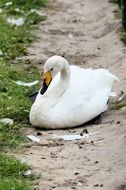 white swan is lying on the sand
