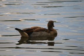 brown egyptian goose in the pond