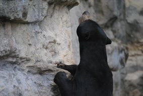 fascinating black bear