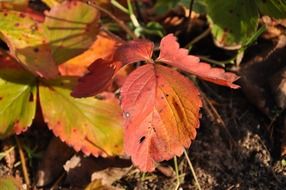irresistible leaf autumn