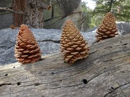 cones on a tree trunk