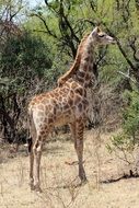 young giraffe in wildlife