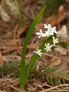 zilla blue star white forest flower