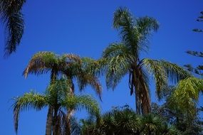 palm trees tropical sky view