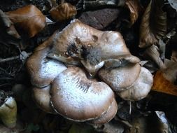 white plaque on brown mushrooms on the forest cover