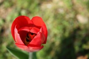 red tulip flower bloom closeup