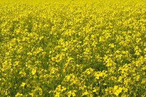 yellow canola field countryside