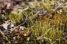 outdoor spring plants close-up on a blurred background
