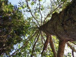 huge tree in the sunlight