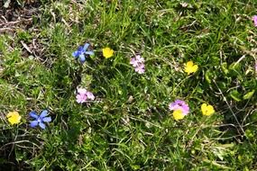 alpine meadow flowers