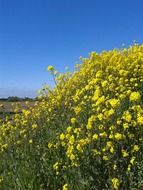 bushes of yellow flowers under the blue sky