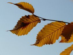 autumn leaves hornbeam against the blue sky