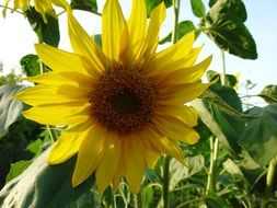 sunflower on a stalk among green leaves close-up
