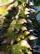 exotic plant thorns