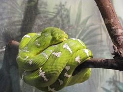 green snake with white stripes on a tree branch