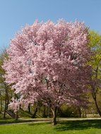 lonely tree Japanese cherry in the park