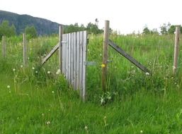 wooden fence among tall green grass