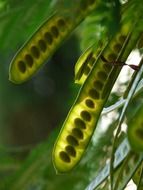 macro photo of seeds in a acacia plant