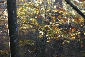 autumn forest in sunshine