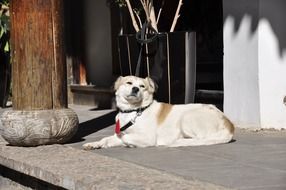 white dog lying at building, china, lijiang