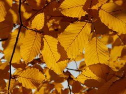 autumn leaves of hornbeam in the glare of the sun