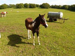 terrific horse in the pasture on a sunny day