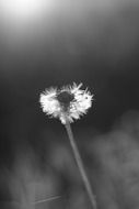 dandelion black and white sunny closeup