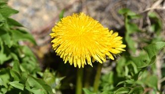 yellow dandelion blossom in spring