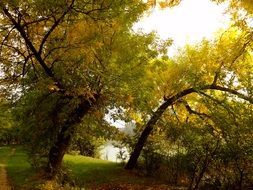 yellow autumn forest