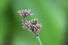 tiny flowers on spring