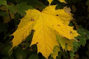 yellow maple leaf in autumn