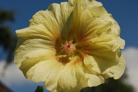 yellow flower, details