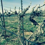 photo of a dry vineyard